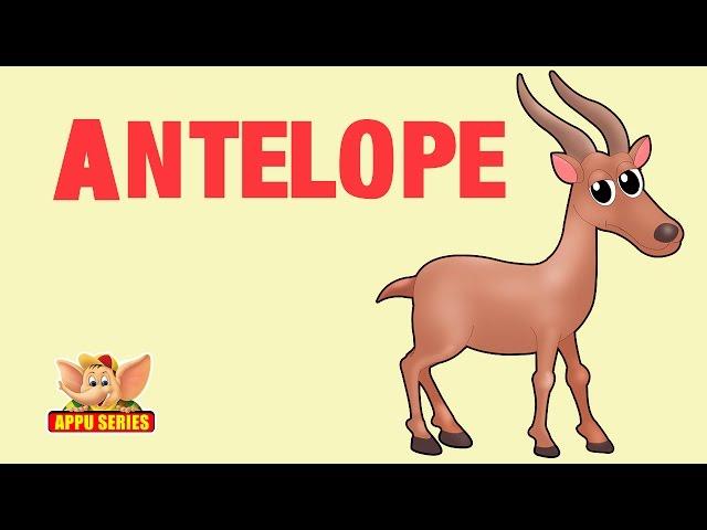 Animal Facts - Antelope