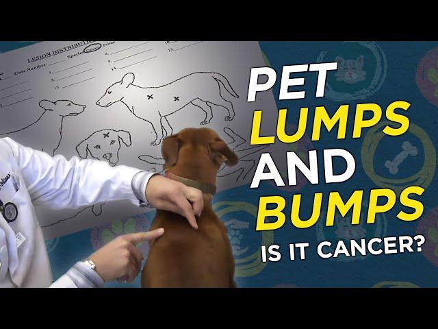 Is it Cancer? Pet Lumps & Bumps  - VetVid Episode 023