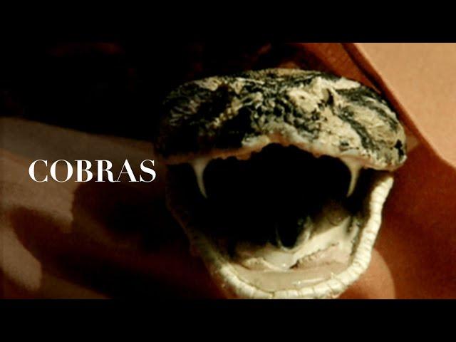 Chamada do Filme "Cobras" no Top Cine Band | Dub. Clássica | Horror Collection