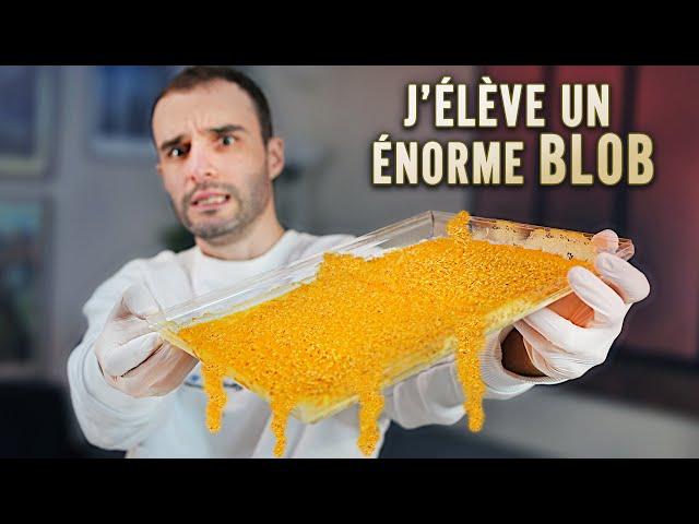 J'élève un énorme Blob !