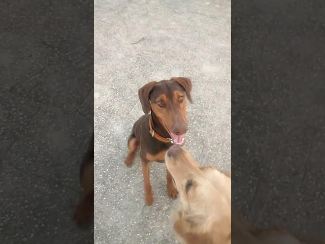 Dobo the Chimpanzee    busy in himself #youtube #shorts#viral #golden retriever#doberman #dogs#funny