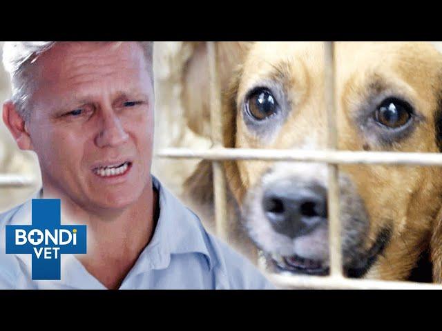 Abused Dog Doesn't Want To Be Touched - Until He Meets This Vet | Bondi Vet Clips | Bondi Vet