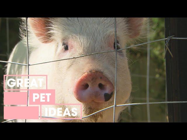 How to Keep Pigs At Home | PETS | Great Home Ideas