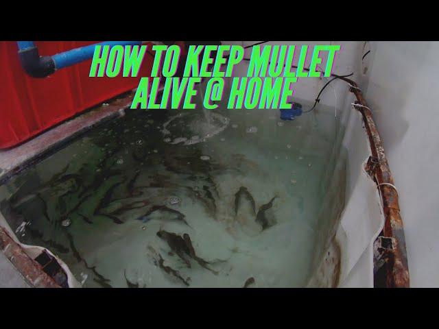 How to keep mullet alive @ home