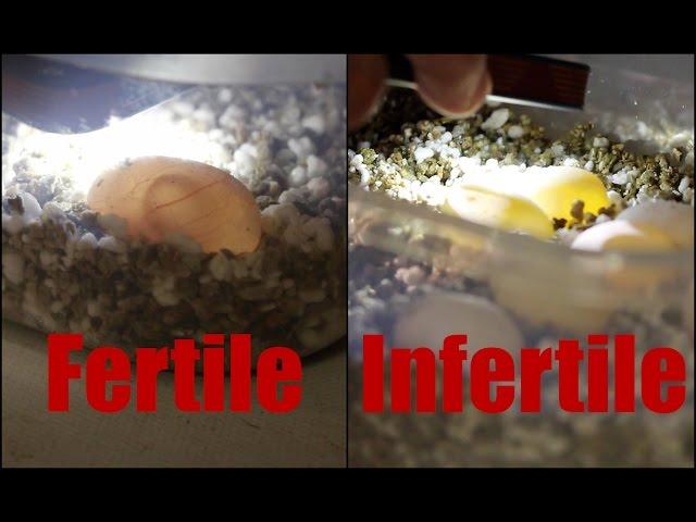 How to Tell if a Bearded Dragon Egg is Fertile