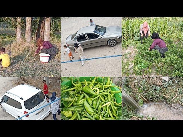 misafirden gözüm açılmadı ablamla kayısı topladık bahçeye gittik nekadar biber topladık dolma dol