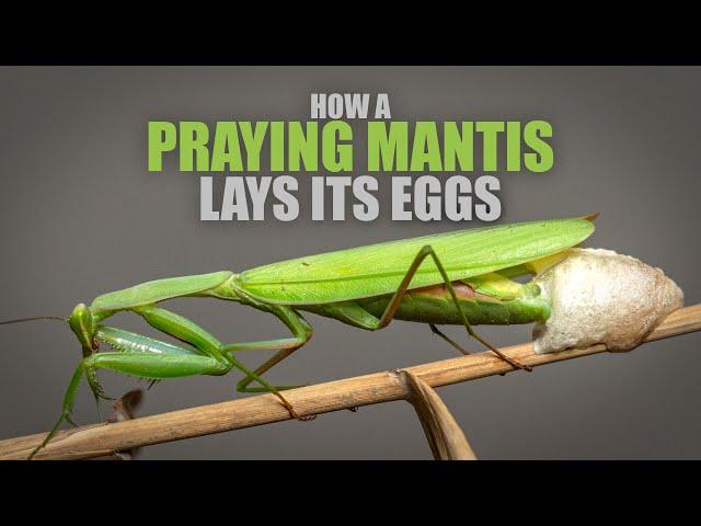 How does a Praying Mantis lay its Eggs? An oddly satisfying TIMELAPSE of the process