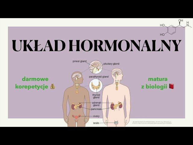 Układ hormonalny  - budowa, charakterystyka, hormony i gruczoły  biologia rozszerzona do matury 