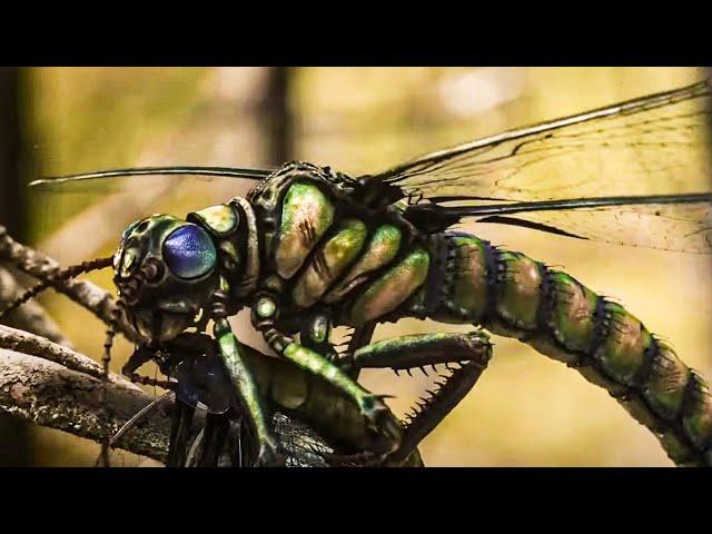 What Caused the Extinction of Giant Insects? | Full Documentary