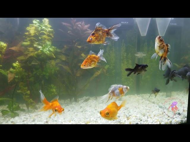 Золотые рыбки в аквариуме. Golden finish in aquarium.