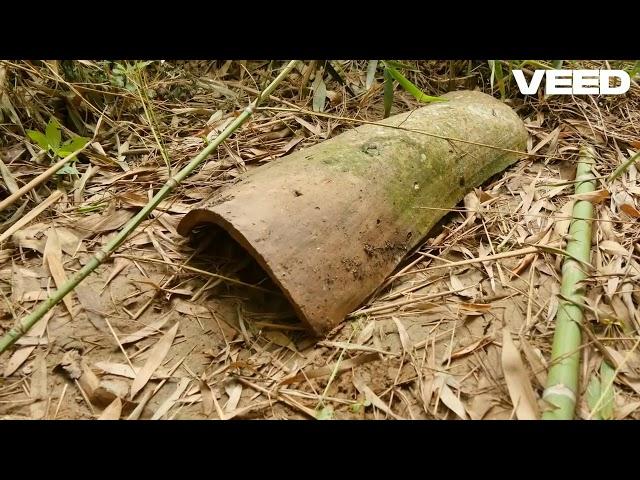 The Inland Taipan  World's Deadliest Snake