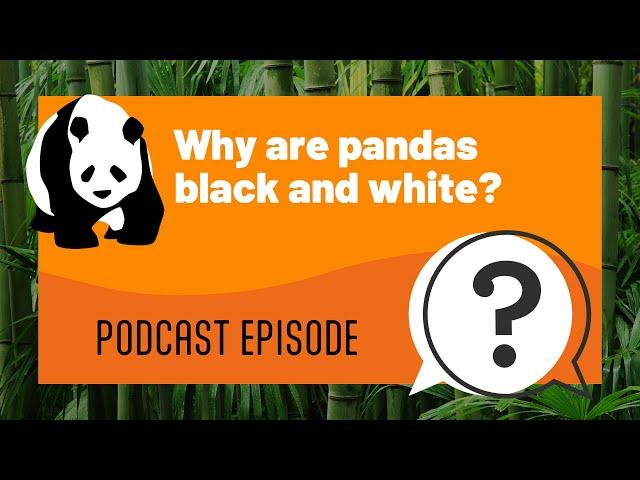 But Why Kids | Why are pandas black and white? | Full Podcast Episode