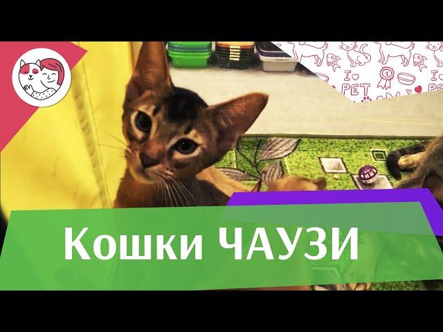 Кошки. Порода Чаузи. Приобретение, характер, повадки, уход на ilike.pet