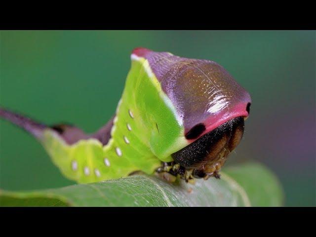 Cerura vinula. Puss moth, Grosser Gabelschwanz, Большая Гарпия