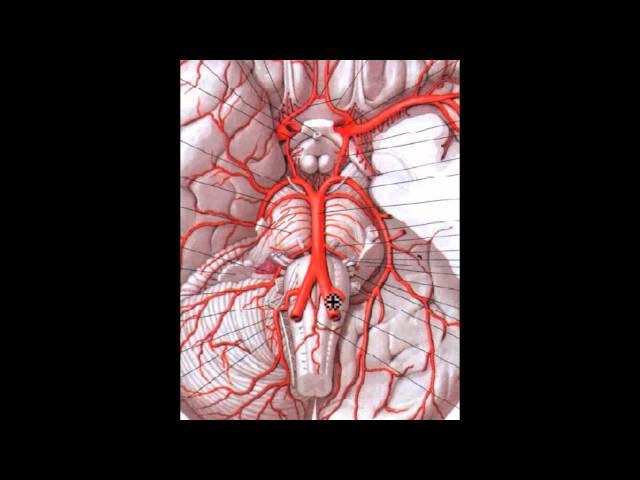 Кровоснабжение головного мозга за 60 секунд