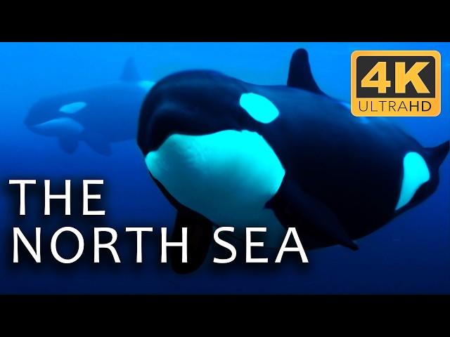 The Depths of the North Sea: Life in the Cold Abyss | Secrets of the Seas Ep. 1 | 4K UHD Documentary