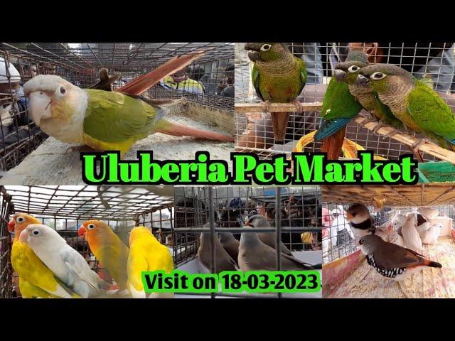 Recent Exotic Bird price update on 18/03/2023 at Uluberia pet market