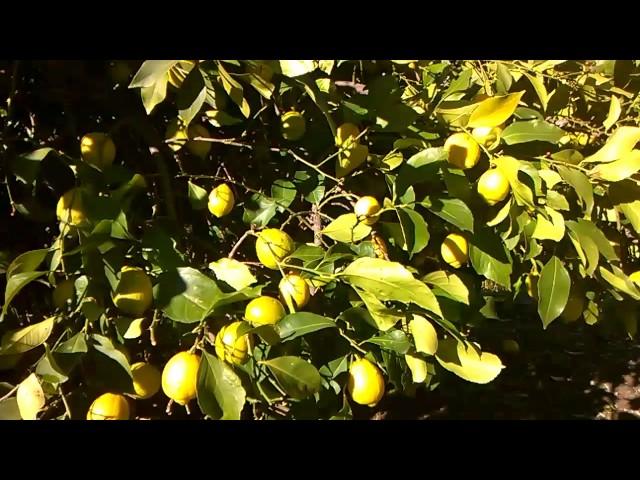 Graphted Lemon and Grapefruit tree