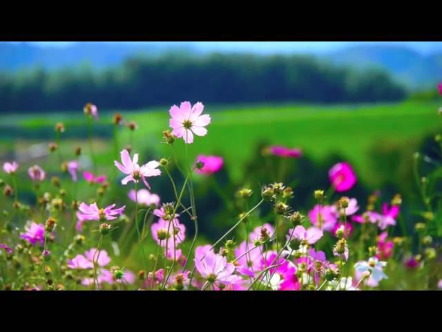 Flowers - Video Background HD 1080p