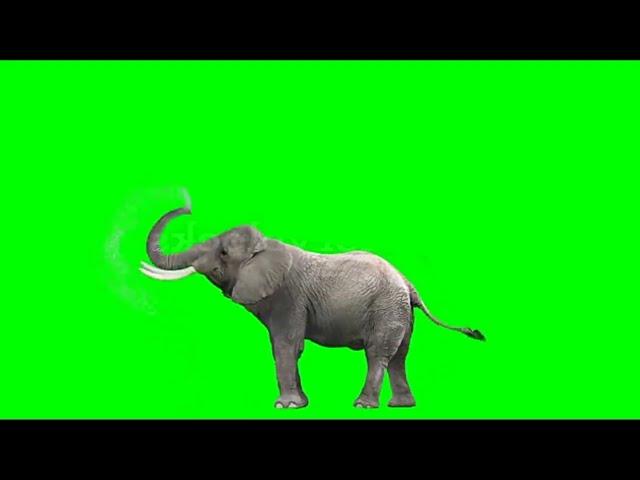 Elephant Green Screen Video For Chroma Key No Copyright