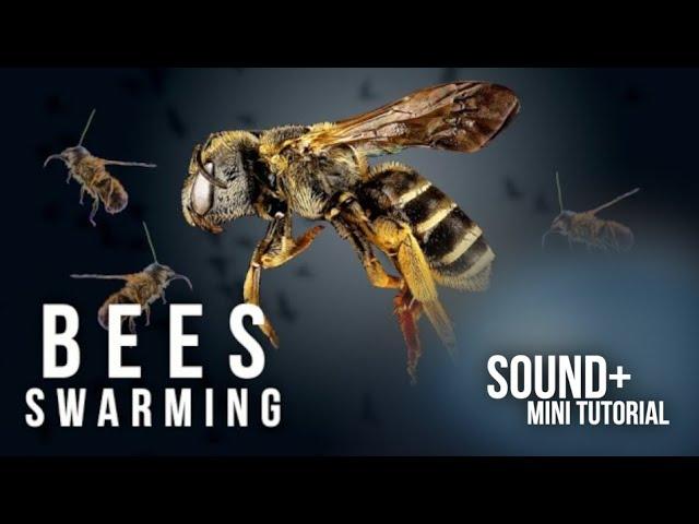 Bees Swarming / Buzzing - Sound Effect