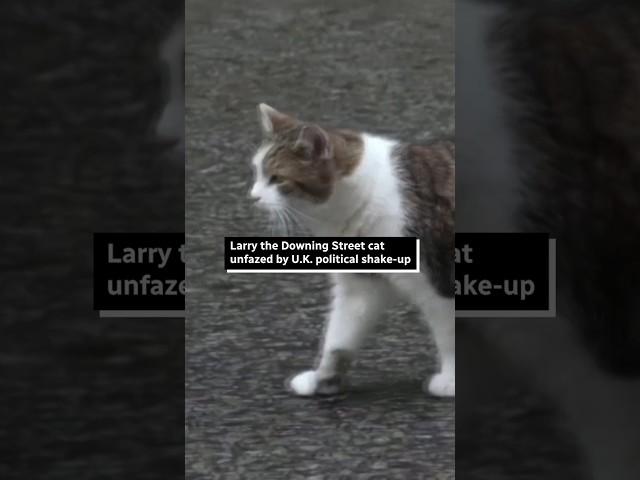 Larry the cat unfazed by U.K. political shake-up