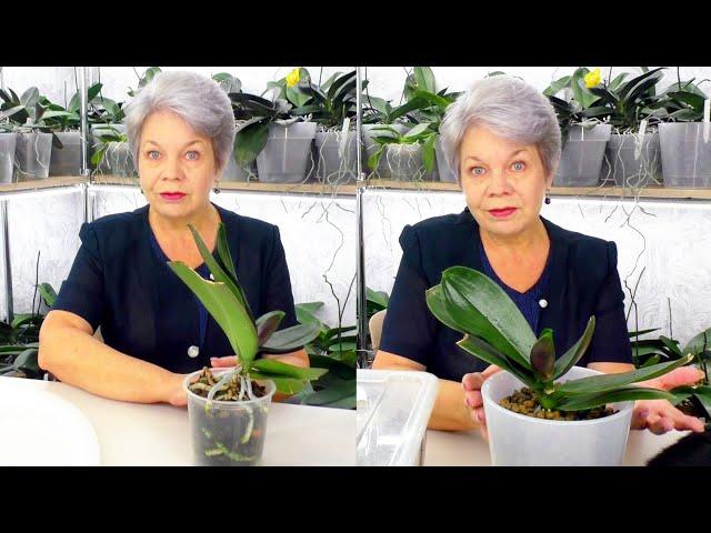 When can an orchid be transplanted? When is it necessary to transplant an orchid? How to do it?