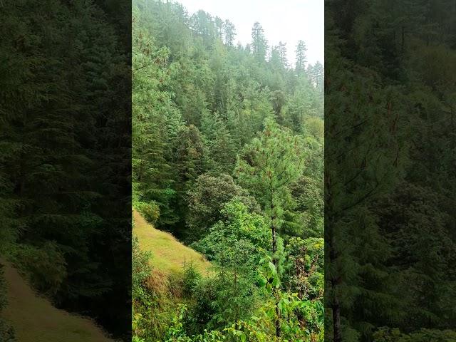 Valley of sarog Theog Shimla Himachal Pradesh #shimlatrip #shorts #viralshorts #viralvideos