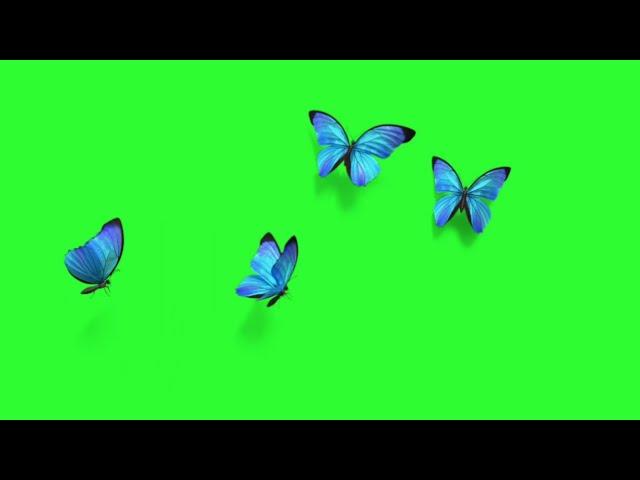 Butterfly Flying Effects Green Screen video HD | Chroma Key Effect