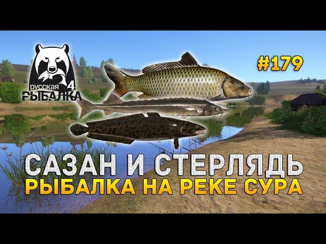 Сазан и Стерлядь. Рыбалка на реке Сура - Русская Рыбалка 4 #179