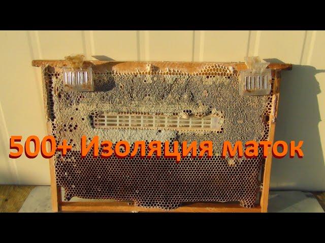 500+ Изоляция маток в медосбор. Подведение итогов.