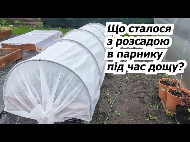 Наш міні-парник з агроволокна під дощем! Що з розсадою? Вкриваємо плівкою.