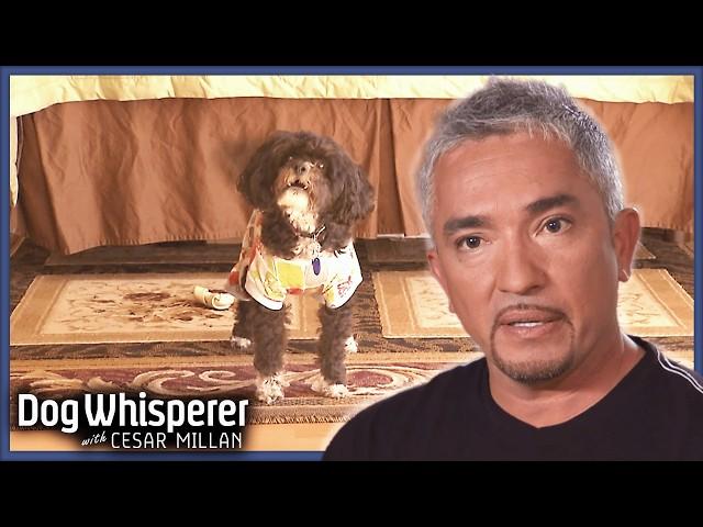 Owner's Consider Putting Down Possessive Poodle | Dog Whisperer With Cesar Millan