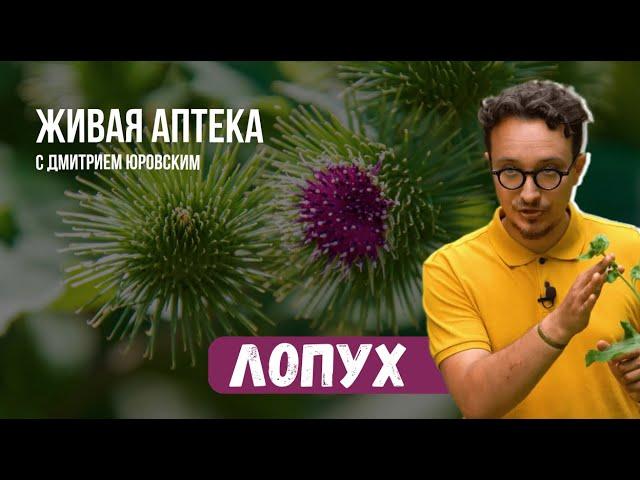 ЛОПУХ // Способы применения и правила сборы // Живая аптека