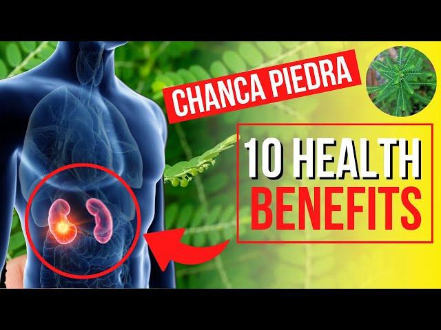 10 Benepisyo Ng Sampa sampalukan o Chanca Piedra I Sampa sampalukan Herbal Benefits