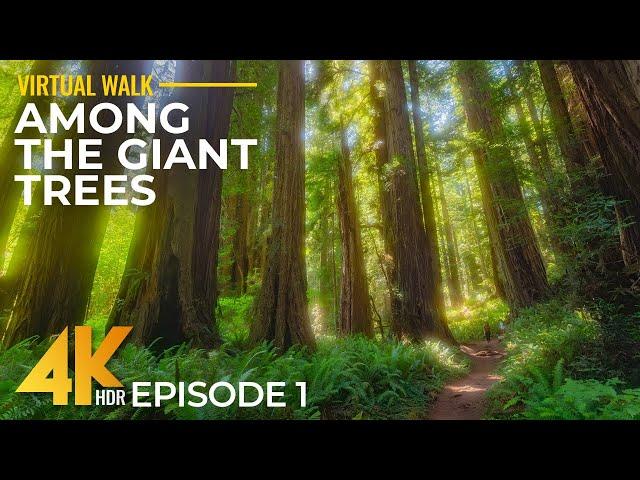 4K HDR Walk Among Giant Redwoods - Hike on Cal Barrel Road, California + Real Nature Sounds - #1