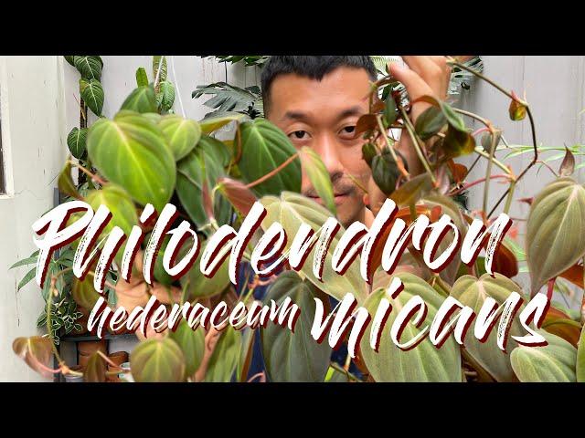 Grow and propagate Philodendron Hederaceum 'Micans' Like A Pro!