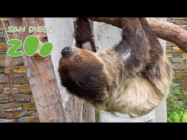 Top 10 Slow Facts About Two-Toed Sloths