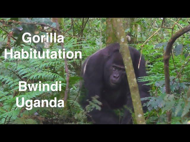 Gorilla Habituation - Everything you need to know