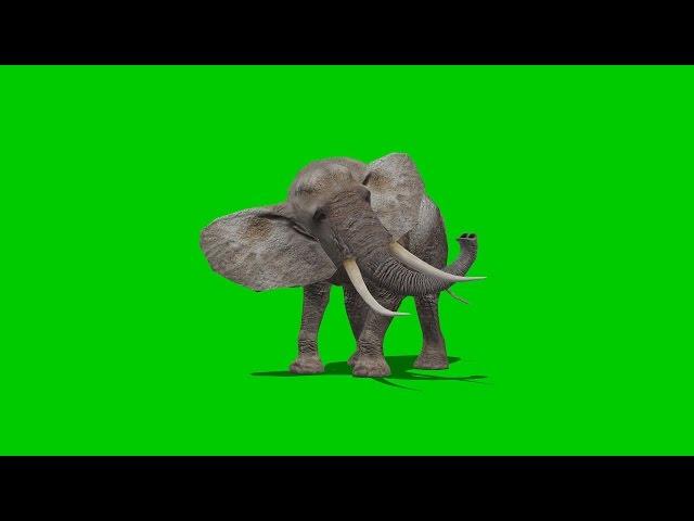 elephant attack - green screen 2