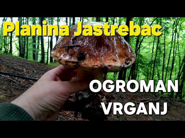 OGROMAN VRGANJ! 2024 Boletus edulis PLANINA JASTREBAC..u epizodi "Velisa".