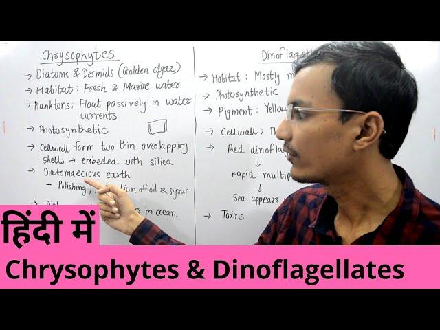 Kingdom Protista | Chrysophytes and Dinoflagellates in Hindi