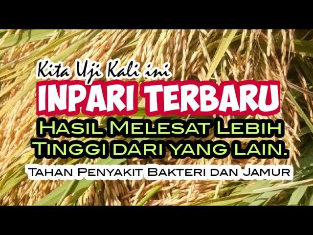 Inpari Terbaru Ini Dikabarkan Kalahkan Inpari 32 dan Lebih Toleran Penyakit Padi.