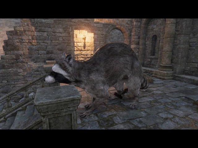 Raccoon attached to Ball & Chain in Lordenfel Dungeons