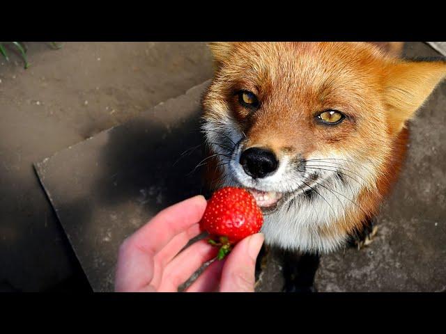 Adorable Foxes Eating Strawberry (slow motion eating)