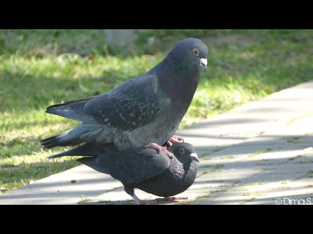 Pigeons Mating - Tauben paaren sich Friedrich Ebertpark - Ludwigshafen am Rhein