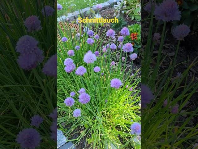 Gartentipp Schnittlauch Bienengarten