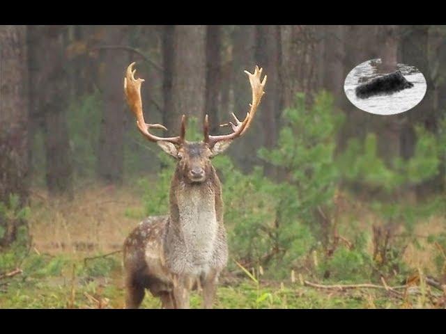 Fallow deer rut - how to call in fallow stag