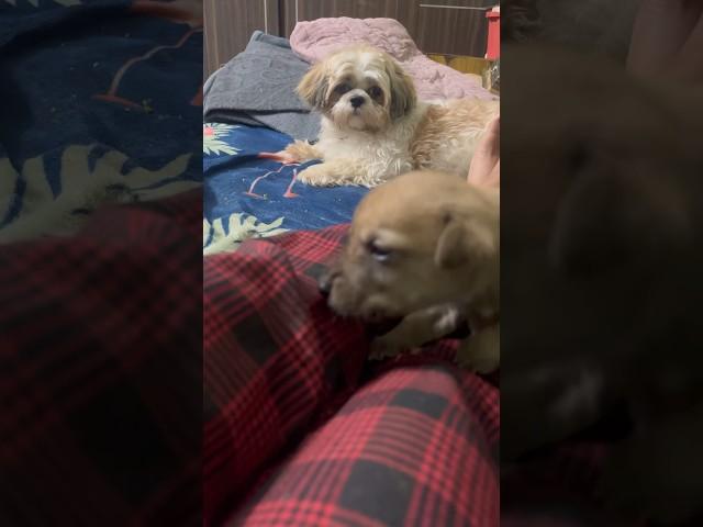 Ma penny reaction #telugu #vlogs #vlogging #vlogger #doglover #dog #doglovers