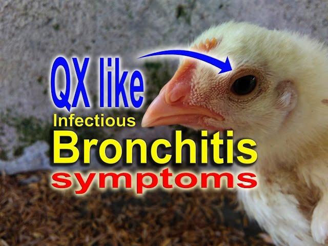 Infectious Bronchitis in Broiler Chickens & Laying Hens, Symptoms variant IB QX Like virus